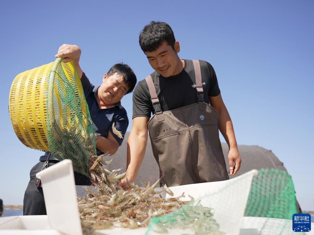 白菜大全自动送彩金
